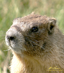 Yellow Bellied Marmot 2drk